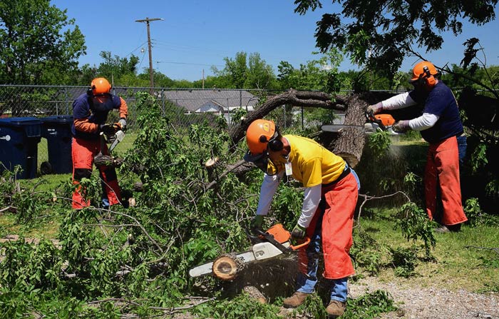 fast emergency tree removal in apple valley